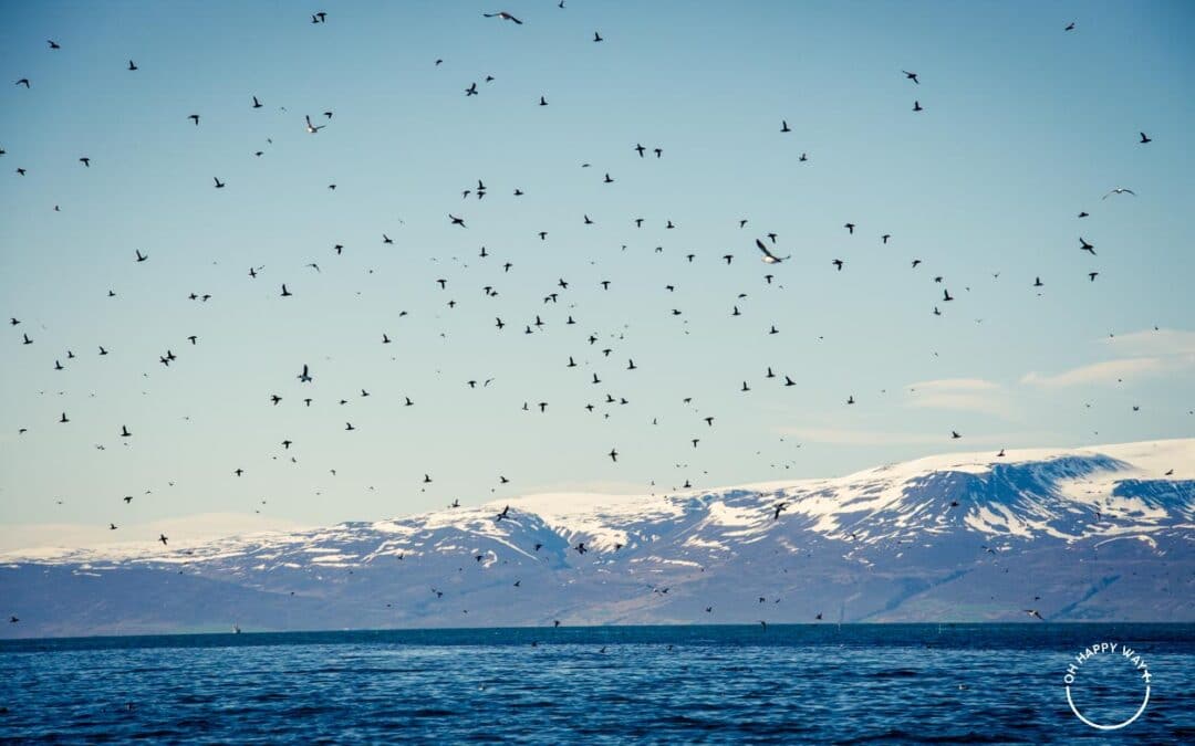 Puffin na Islândia: conhecendo a extraordinária Lundey, a Puffin Island