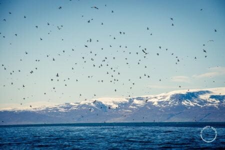 Puffins voando na Islândia.