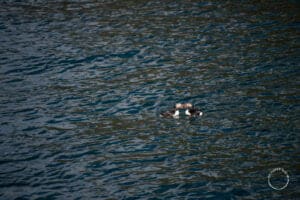 Dois puffins nadando na Islândia