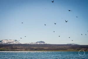 Puffins voando na Islândia
