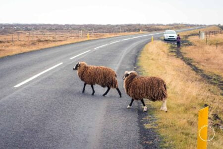 Carneiros atravessando a estrada na Islândia