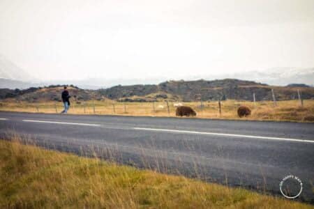 Carneiros na Islândia, no meio da estrada.