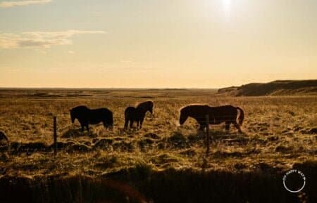 Cavalos na Islândia