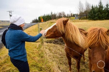Bruna com os adoráveis cavalos islandeses.