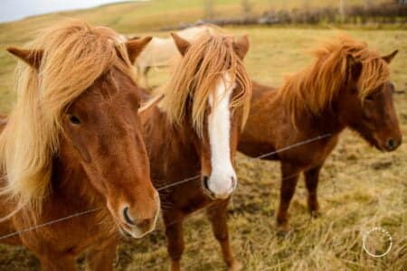 Os belos cavalos islandeses