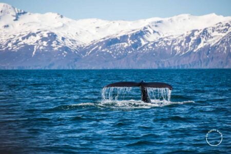 Baleia humpback na Islândia