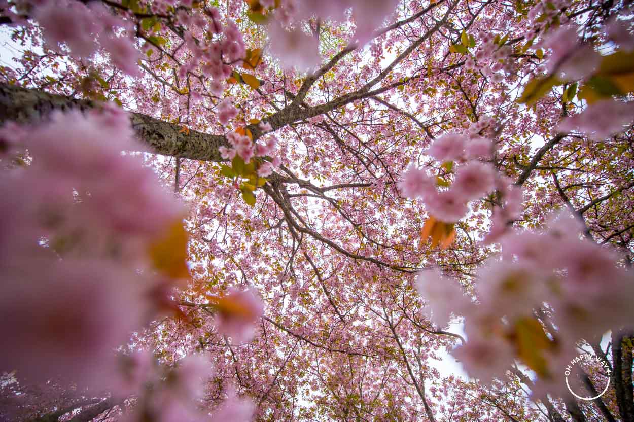 Cerejeira vista de baixo em Nara, Japão