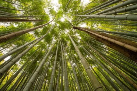Floresta de bambu em Arashiyama, Quioto
