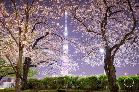 Cerejeiras e Tóquio Skytree ao fundo