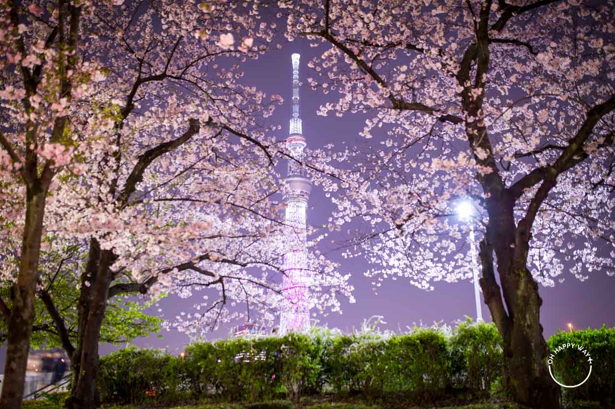 Fotos do Japão: Sky Tower em Tóquio emoldurada por cerejeiras