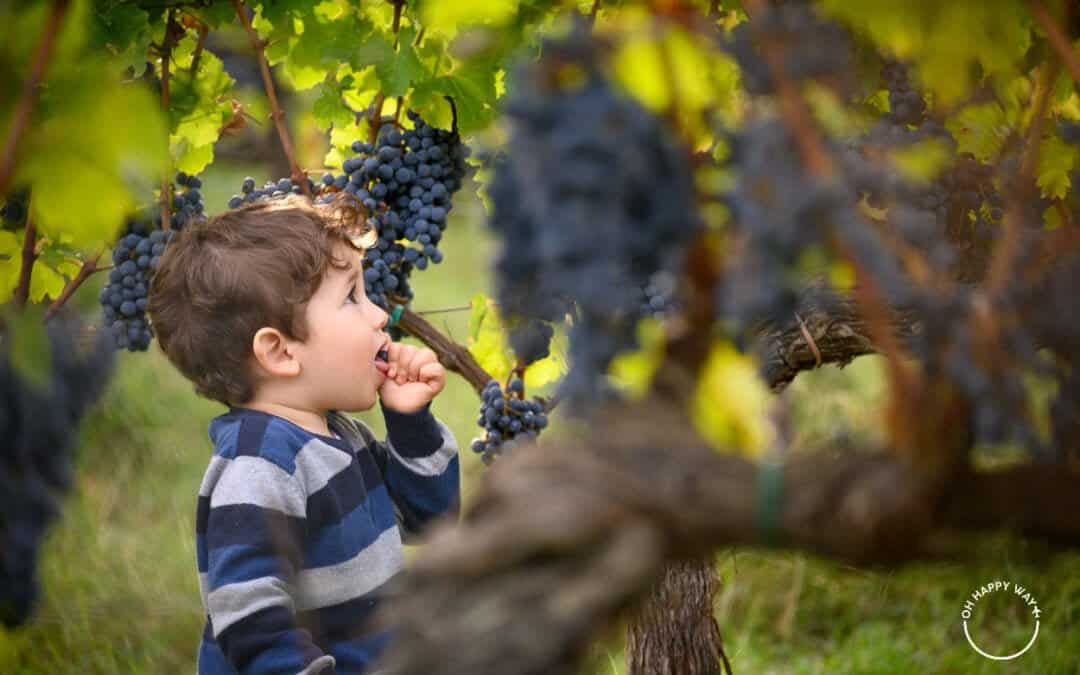 Vinhos da Toscana: conhecendo os principais tipos