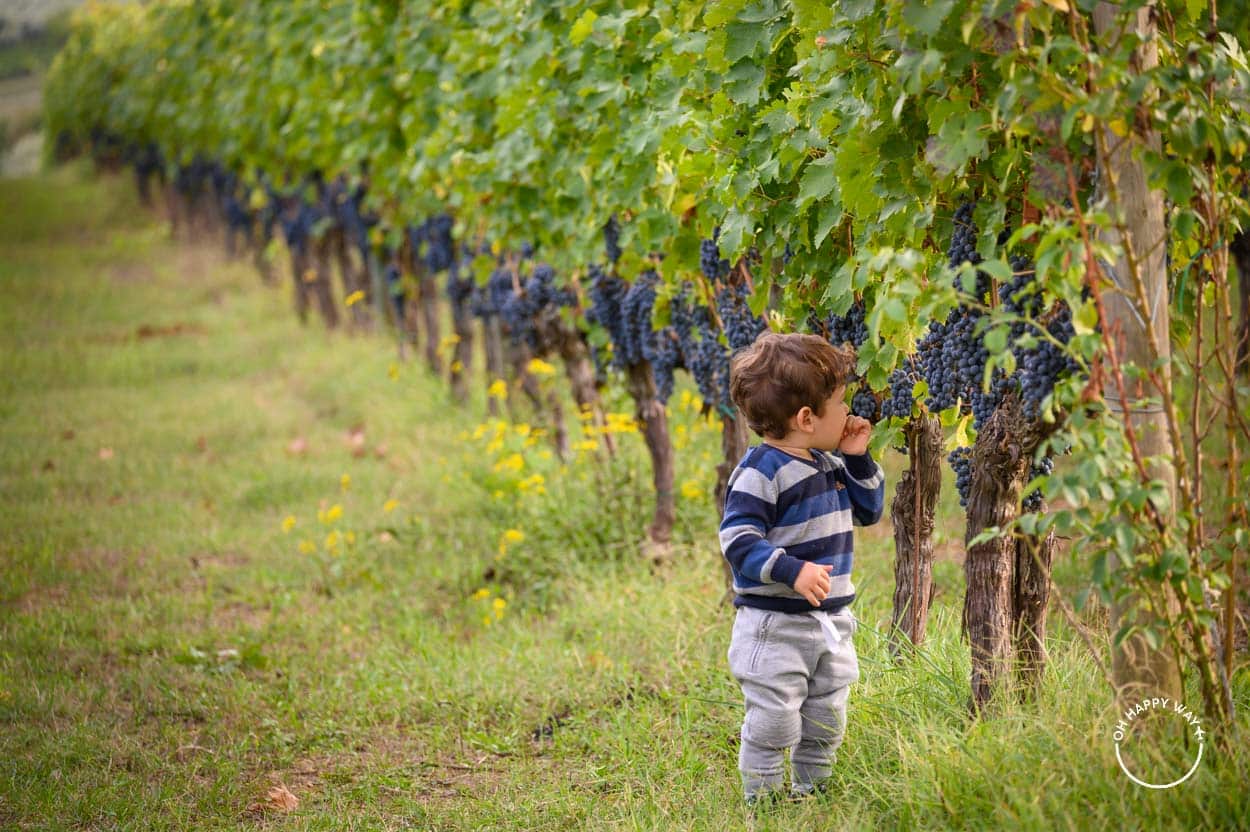 Criança comendo uvas em Greve in Chianti, onde são feitos os vinhos da Toscana