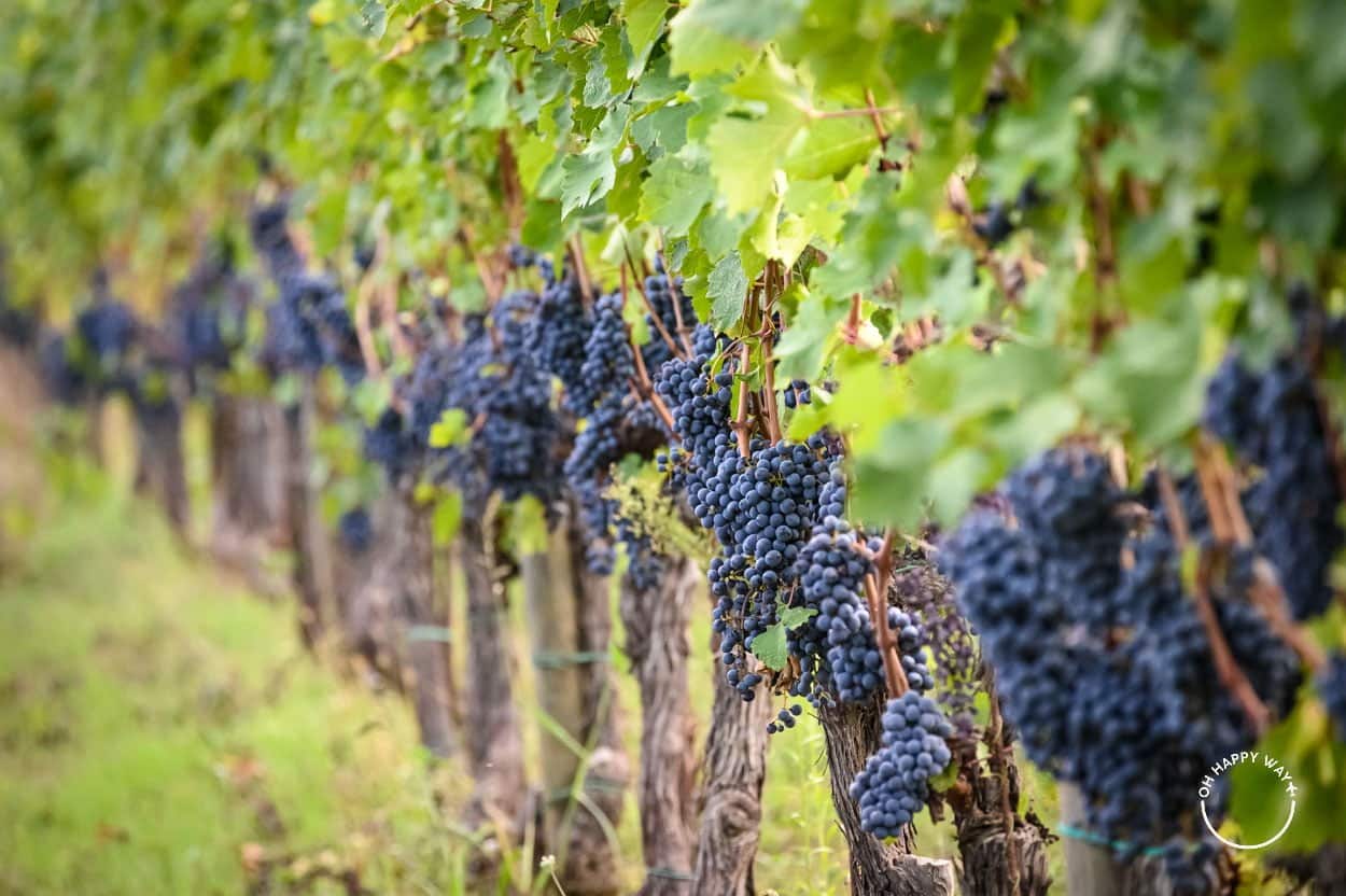 Cachos de uvas na Toscana.