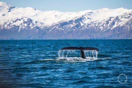 Dica de fotografia: Cauda de uma baleia humpback na baía Skjálfandi, Islândia.
