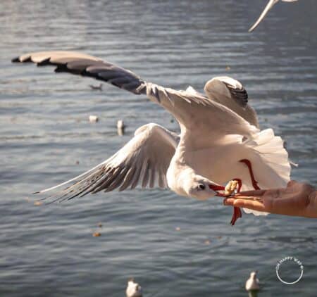 Dica de fotografia: Pássaro pegando comida na mão de uma passoas no lago Lucerna, Suíça