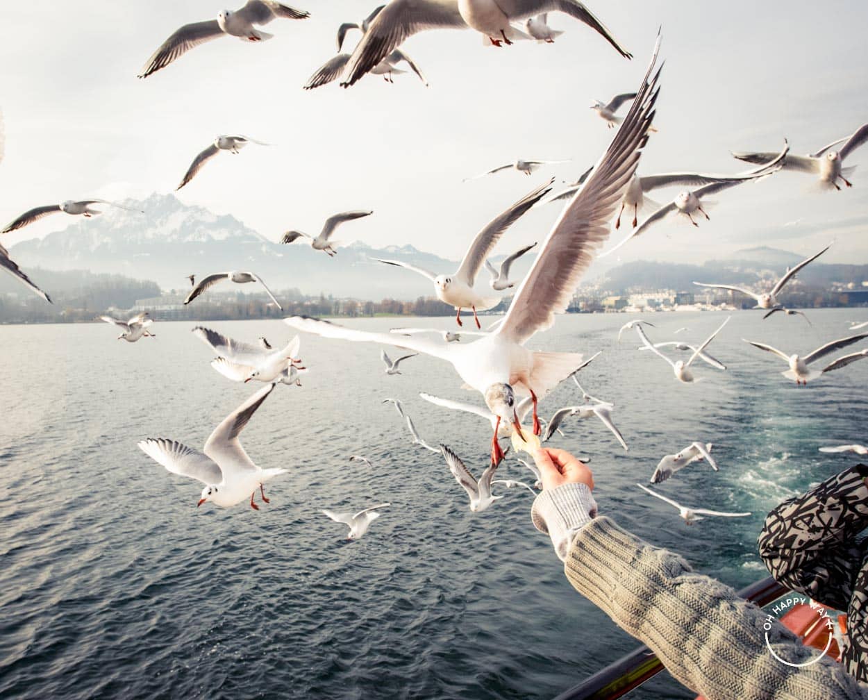 Pássaros no lago Lucerna, Suíça