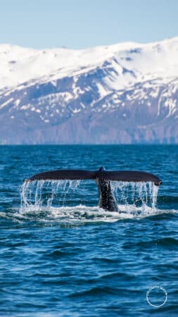 Cauda de uma baleia humpback na baía Skjálfandi, Islândia.