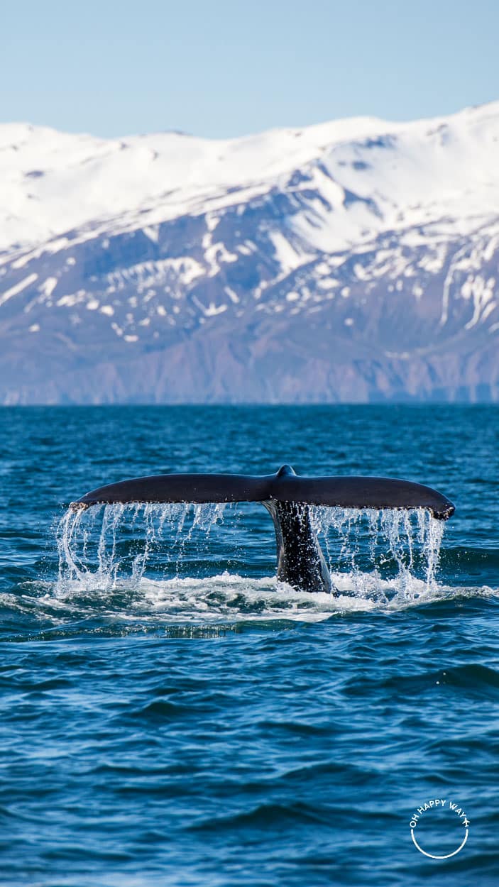 Cauda de uma baleia humpback na baía Skjálfandi, Islândia.