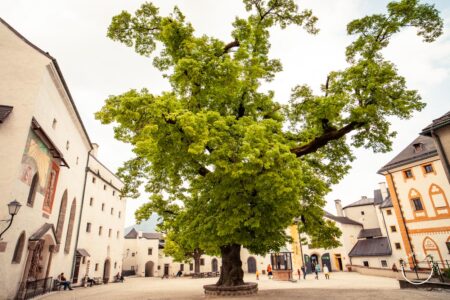 Árvore da fortaleza Hohensalzburg, em Salzburgo