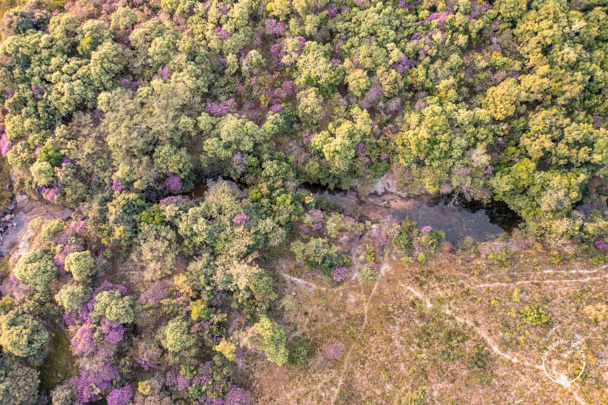 Fotos da Chapada dos Veadeiros: Vista aérea de árvores em Alto Paraíso de Goiás.