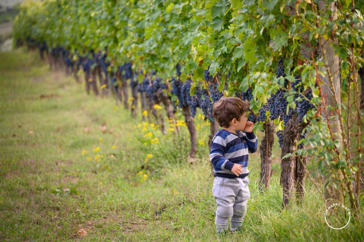 dicas de viagem com criança: Martin comendo uvas na vinícola