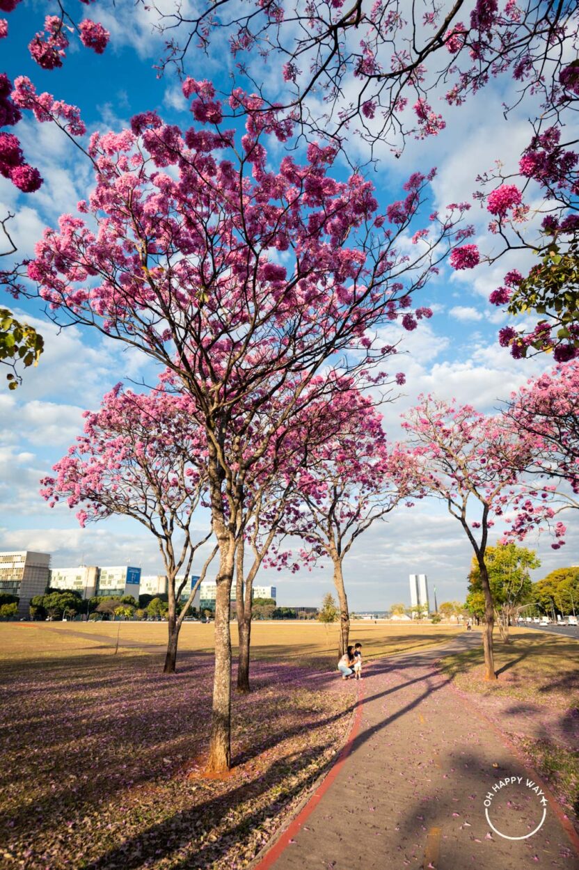 Ipês rosas no Eixo Monumental, em Brasília