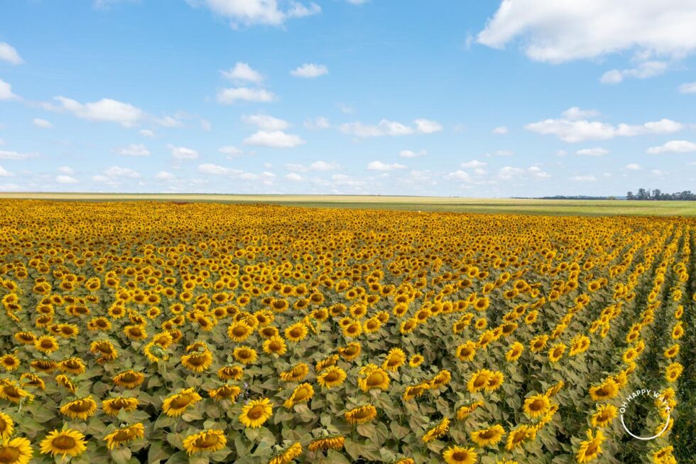 Campo de girassol em Brasília: o passeio queridinho para fotos