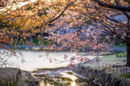 Cerejeiras em Akashi, no Japão.