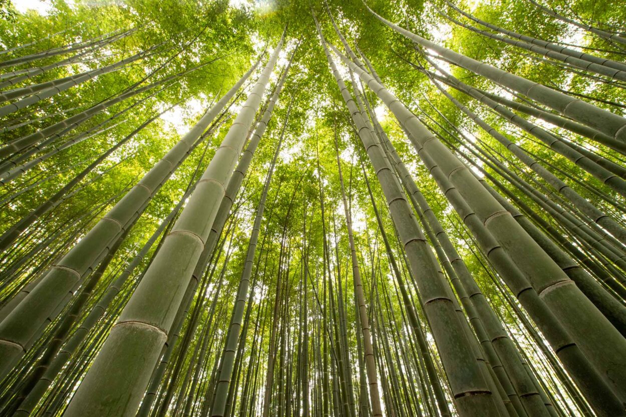 Floresta de bambus em Arashiyama, Kyoto.