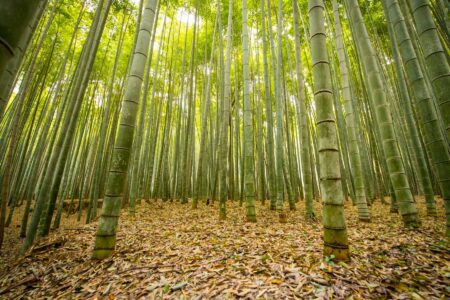 O que fazer no Japão: Floresta de bambus em Arashiyama, Kyoto.