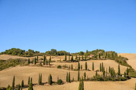 Fileira de ciprestes na Toscana, Itália