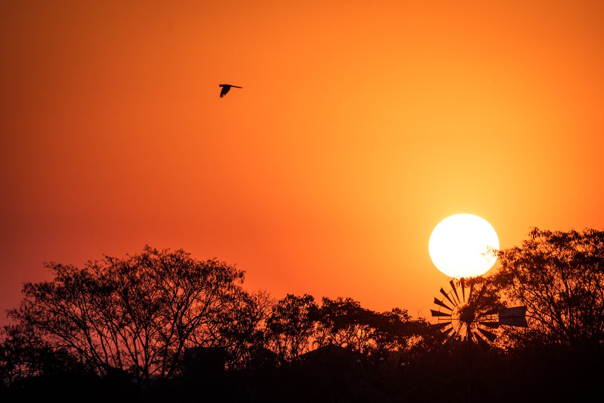 Enquadramento da foto: Pássaro e pôr do sol no interior de Goiás