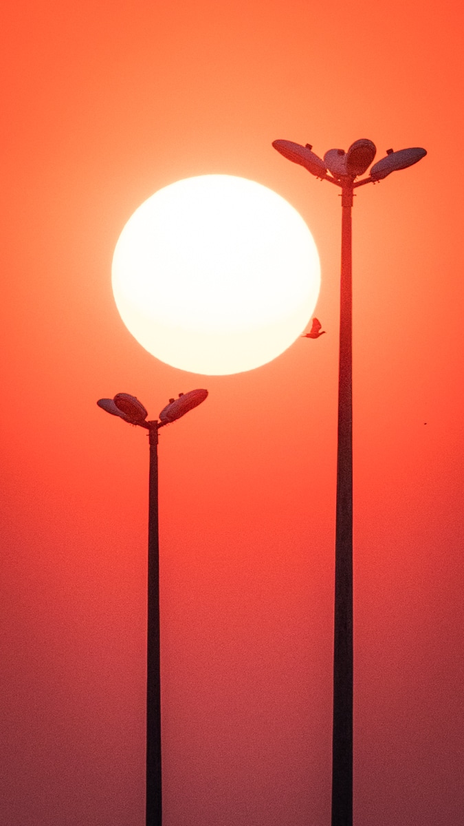 Enquadramento da foto: Pôr do sol e pássaro vistos do aeroporto de Brasília