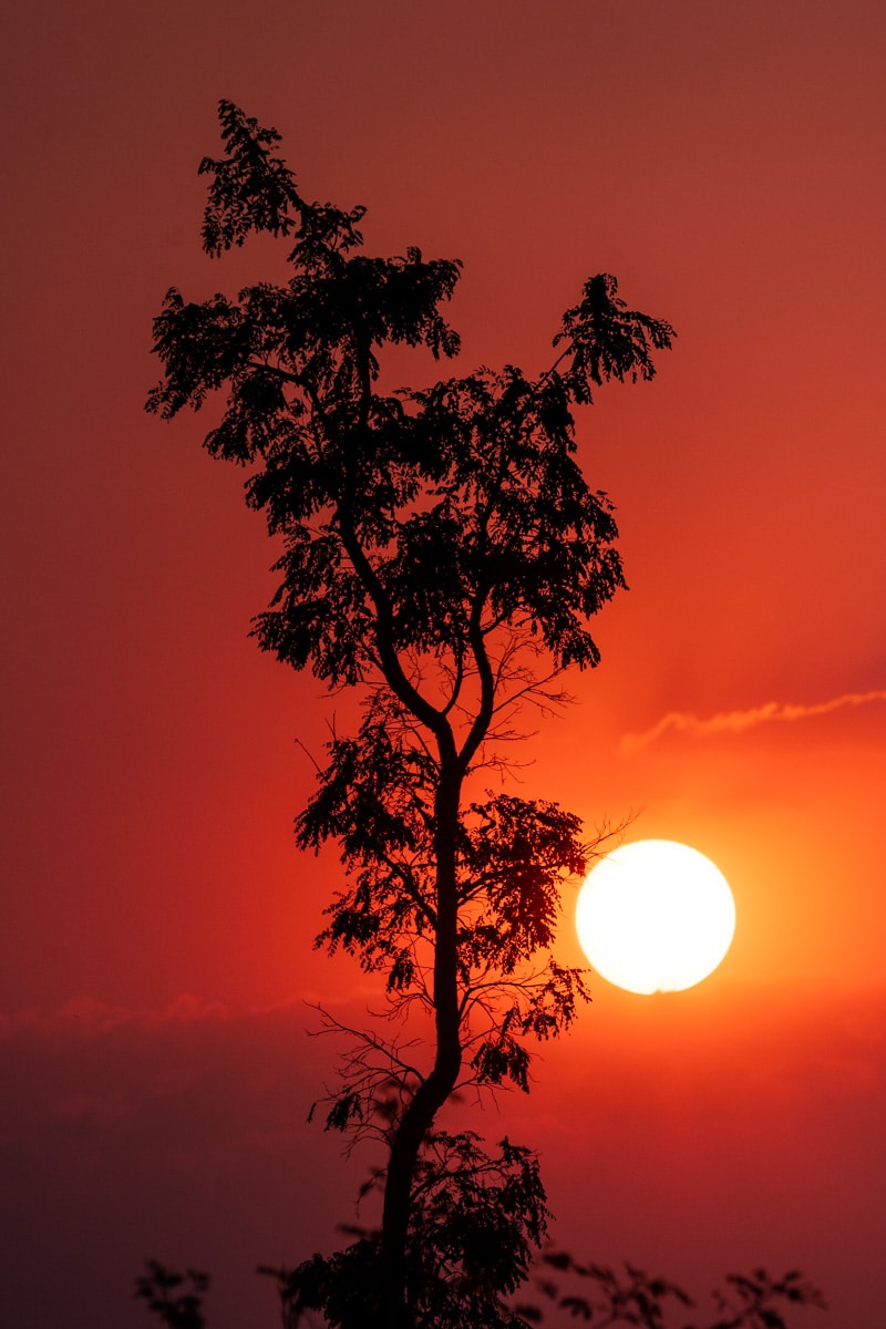 Árvore e pôr do sol em Brasília