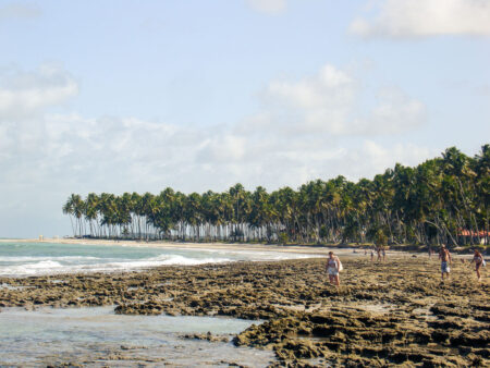 Coqueiros na praia dos Carneiros
