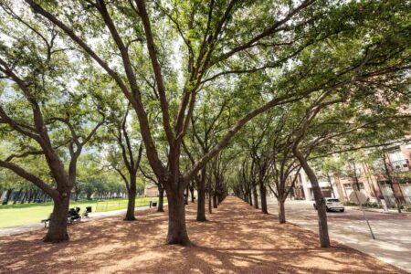 Árvores no parque Gerald D. Hines em Uptown Houston