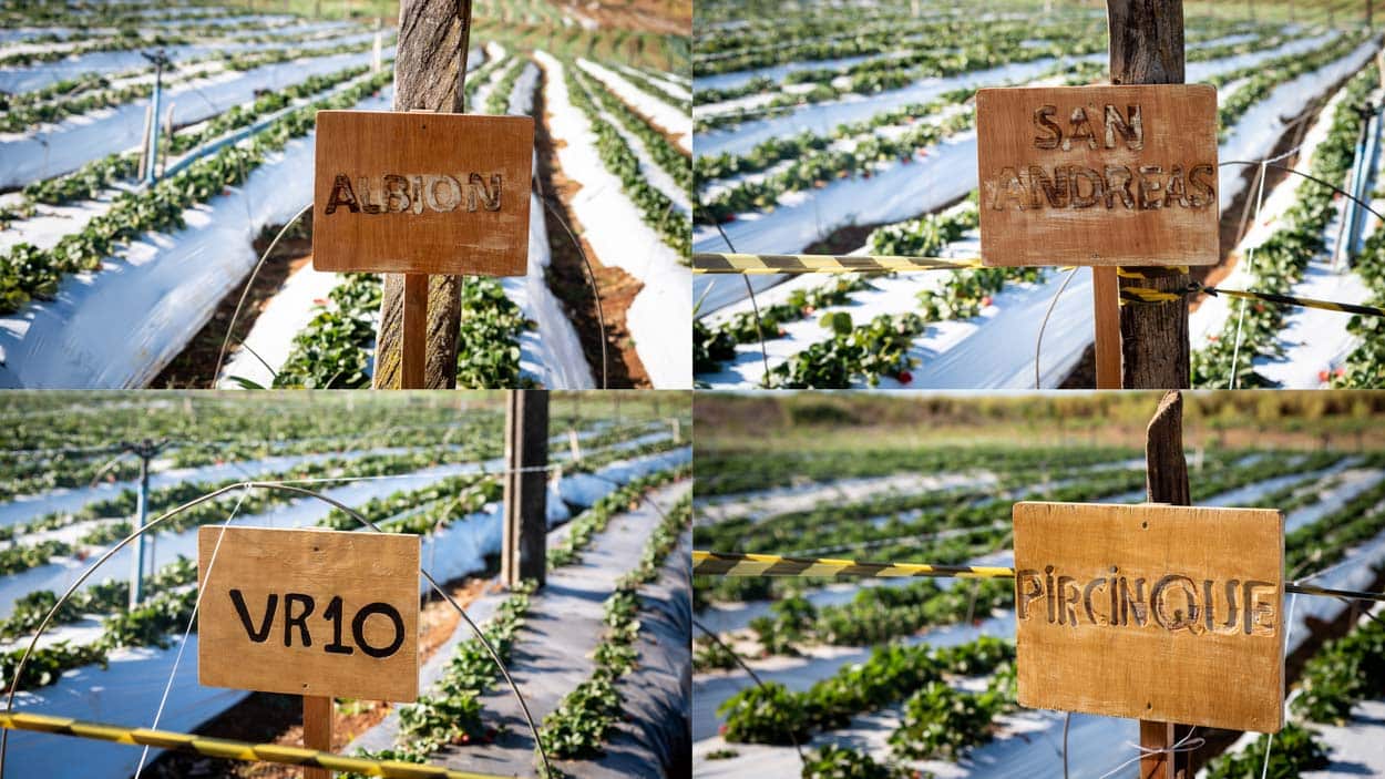 Placas identificando as quatro variedades de morango da chácara Fukushi: Pircinque, Albion, San Andreas e VR10.