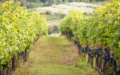 Vinícolas na Toscana: 4 opções que você vai gostar de conhecer